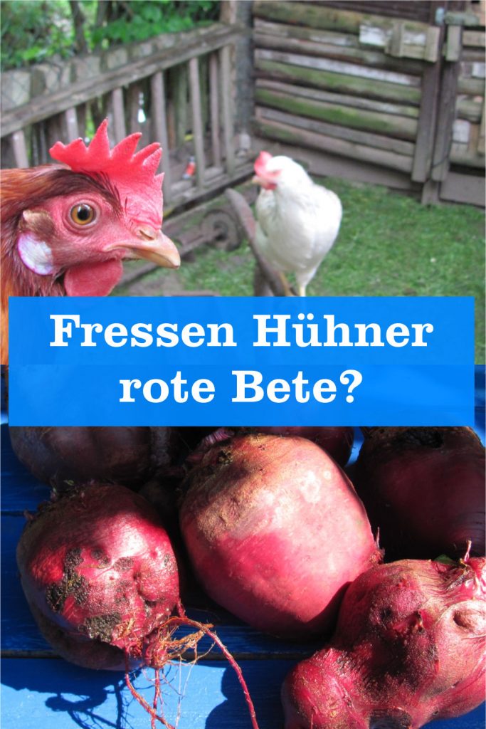 Hühner rote Bete