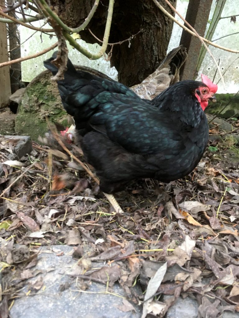 Hühner scharren im Laub